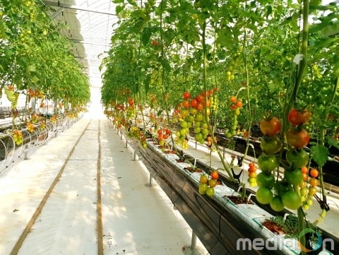 하나로팜, 셀레늄 특수작물 재배기술 개발 성공